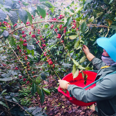 Bí quyết chọn lựa hạt cà phê chuẩn!